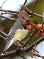 WaxWing3.jpg