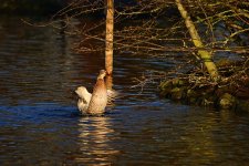 DSC_2746.jpg