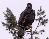 DSC_5296.jpg