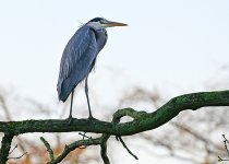 DSC_2692.jpg