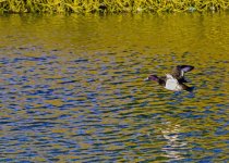 DSC_2802.jpg