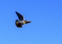 DSC_2809.jpg