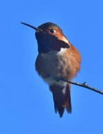 _ROY8586_01.jpg
