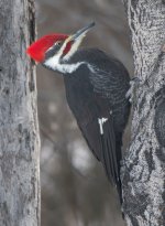 Pileated 11 Dec 2019.jpg