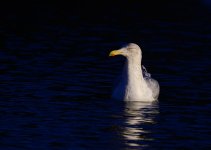 DSC_2718.jpg