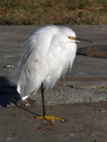 Egret.jpg