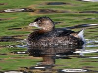 Grebe.jpg