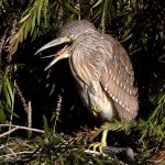 Heron.jpg
