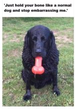 dog.jpg