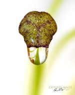 macro flower.jpg
