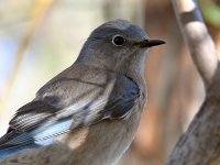 Bluebird10.jpg