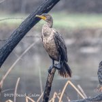 cormorant N 500_0481.jpg