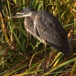 BlueHeron.jpg