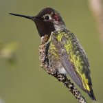 Hummer19.jpg