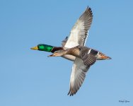 MallardDuo-503.jpg