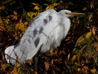 Egret8.jpg