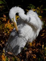 Egret10.jpg