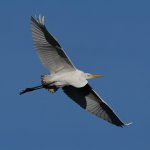 Egret6.jpg