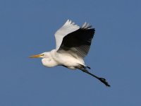 Egret3.jpg