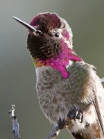 Hummer6.jpg