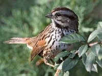 Sparrow5.jpg