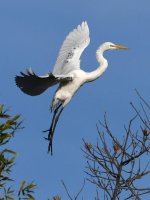 Egret13.jpg