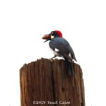 acorn woodpecker FB 500_0684.jpg