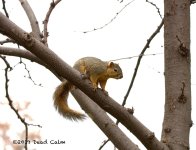 squirrel N  500_0701.jpg