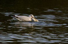 DSC_2929.jpg