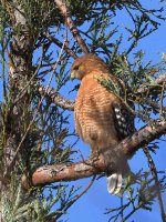 Hawk.jpg