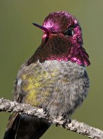 Hummer5.jpg
