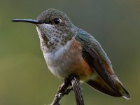 Hummer15.jpg