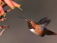 Hummer23.jpg