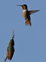 Hummer30.jpg