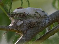 Nest.jpg