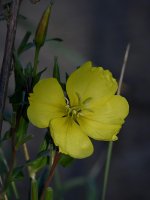 YellowFlower.jpg