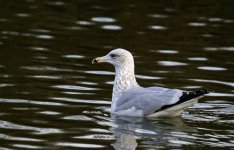 DSC_2884.jpg