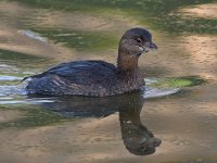 Grebe3.jpg