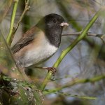 Junco.jpg