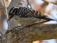 Woodpecker4.jpg