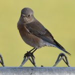Bluebird2.jpg