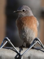Bluebird4.jpg