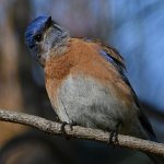 Bluebird16.jpg