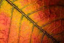 Poinsettia Leaf Macro resize (1 of 1).jpg