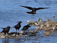 Crows.jpg
