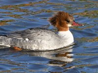 Merganser4.jpg