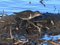 Sandpiper.jpg