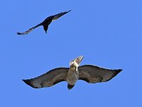 Hawk3.jpg
