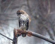 _DSC2650 low res.jpg