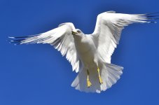 _ROY9027.jpg